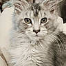 cat, kitten, fluffy, long_haired, white_fur, gray_fur, blue_eyes, green_eyes, whiskers, ears, pet, animal, portrait, close_up, indoors, sitting, fur, cute, looking_at_camera, soft_background