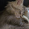 cat, kitten, sleeping, fluffy, long_hair, cream_colored, cute, peaceful, relaxed, curled_up, closed_eyes, ears, whiskers, paws, fur, pet, indoor, blanket, close_up, portrait