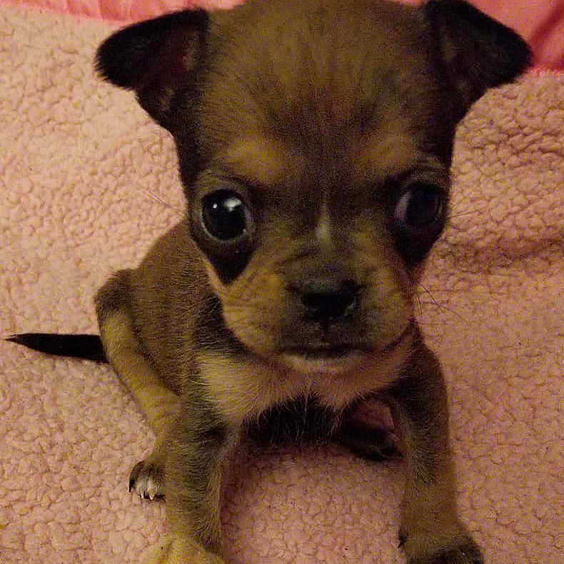 Phebe