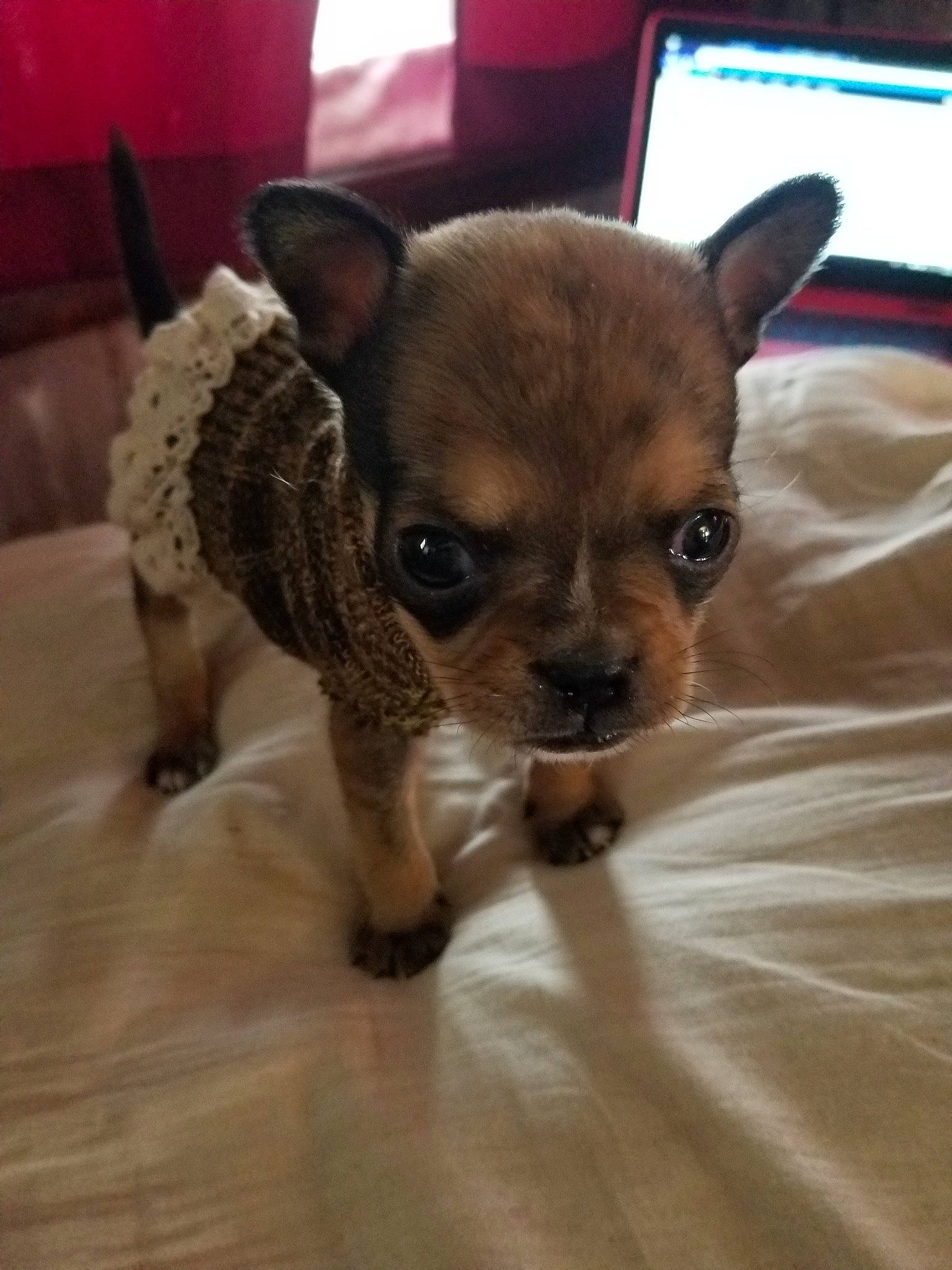 Phebe is registered to the contest to win money with this photo: canidae, carnivore, chihuahua, companion_dog, dog, dog_breed, ear, eye, fawn, mammal, puppy, skin, snout, sporting_group, toy_dog, vertebrate, whiskers
