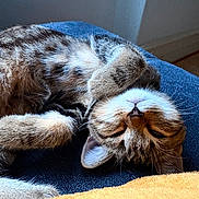 Aïko participe au concours pour gagner de l'argent avec cette photo : cat, tabby, sleeping, relaxed, fur, whiskers, pet, animal, indoor, cozy, resting, cute, soft, closeup, mammal, feline, domestic, nap, peaceful, cuddly