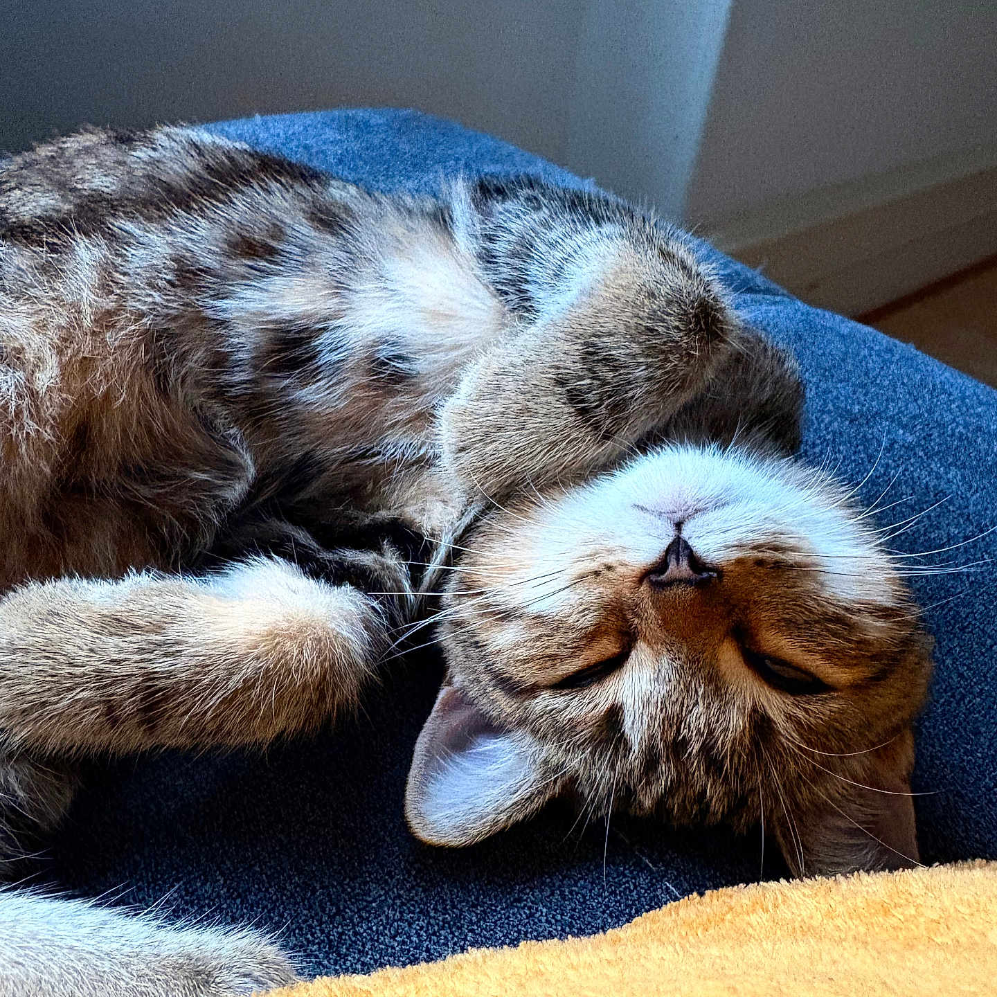 Aïko participe au concours pour gagner de l'argent avec cette photo : animal, cat, closeup, cozy, cuddly, cute, domestic, feline, fur, indoor, mammal, nap, peaceful, pet, relaxed, resting, sleeping, soft, tabby, whiskers