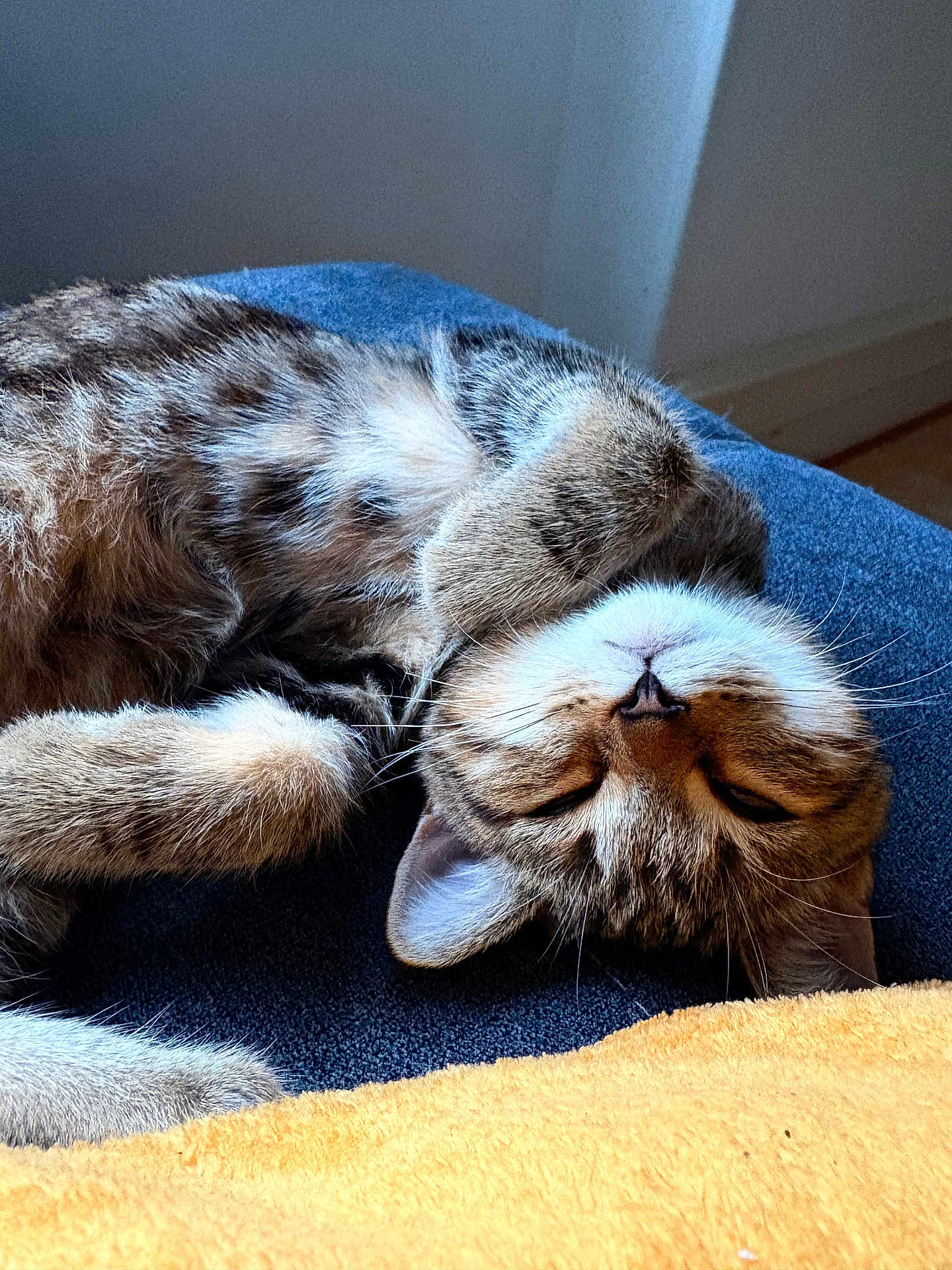 Aïko participe au concours pour gagner de l'argent avec cette photo : cat, tabby, sleeping, relaxed, fur, whiskers, pet, animal, indoor, cozy, resting, cute, soft, closeup, mammal, feline, domestic, nap, peaceful, cuddly