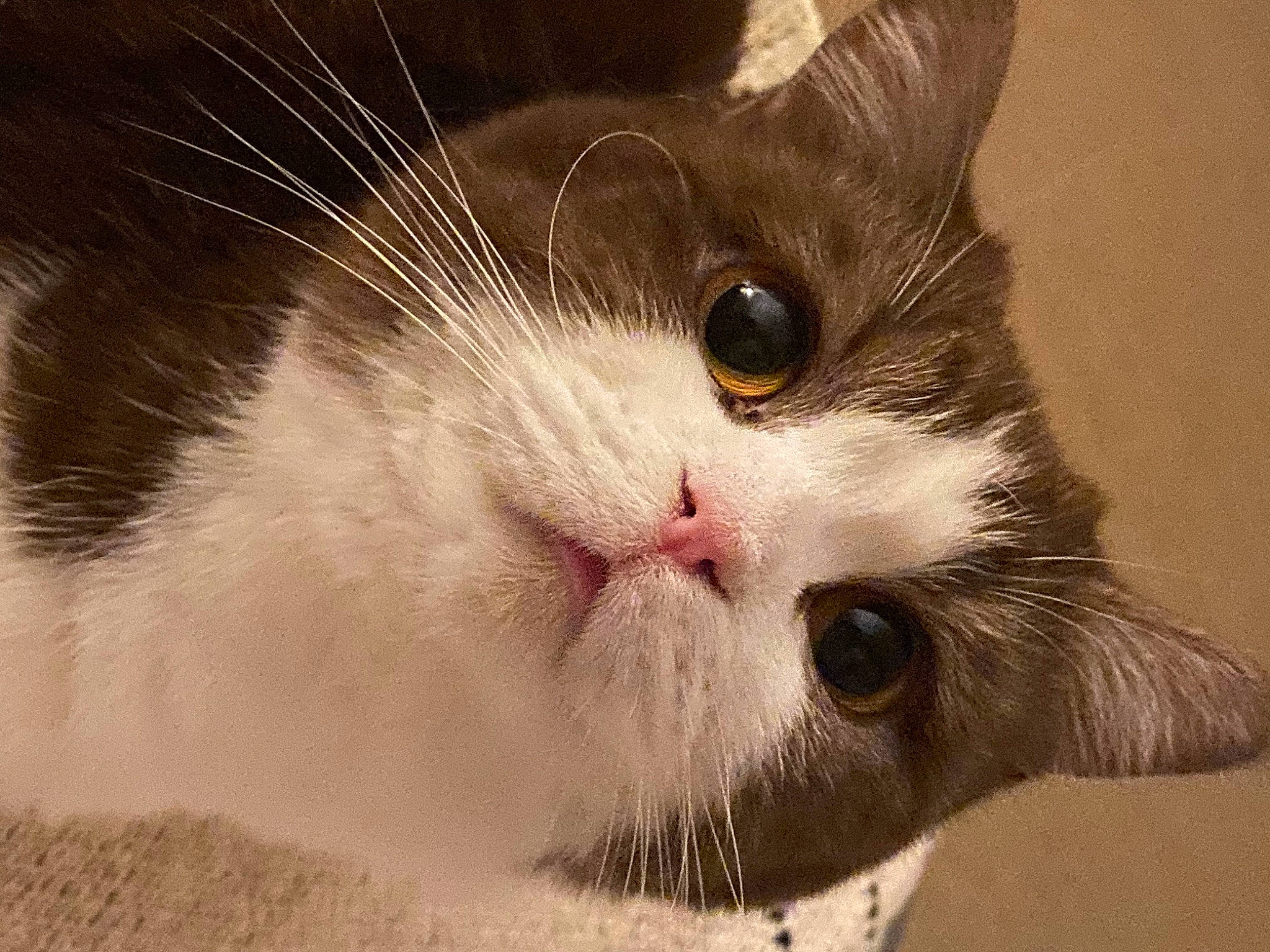 Fig is registered to the contest to win money with this photo: carnivore, cat, curious, domestic_short_haired_cat, ear, eye, eyelash, felidae, fur, head, no_expression, paw, small_to_medium_sized_cats, snout, terrestrial_animal, whiskers