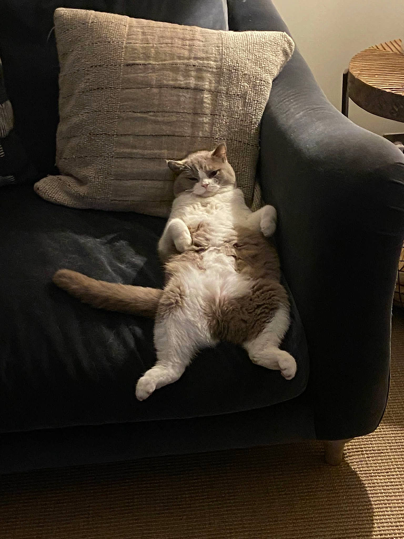 Ted is registered to the contest to win money with this photo: carnivore, cat, chair, club_chair, comfort, companion_dog, couch, fawn, felidae, fur, furniture, hardwood, linens, pillow, small_to_medium_sized_cats, studio_couch, tail, throw_pillow, whiskers, wood