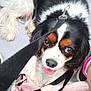 dog, leash, floor, backpack, pink, black, white, brown, tongue, eyes, shoes, pet, animal, indoor, looking_up, closeup, fur, cute, sitting, resting