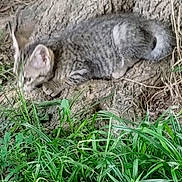 Spicy is registered to the contest to win money with this photo: animal, cat, closeup, crouching, curious, earthy, feline, fur, grass, greenery, kitten, natural_light, nature, outdoor, small_animal, tabby, tree_root, twigs, wildlife, young_cat