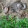 animal, cat, closeup, crouching, curious, earthy, feline, fur, grass, greenery, kitten, natural_light, nature, outdoor, small_animal, tabby, tree_root, twigs, wildlife, young_cat