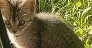 Spicy is registered to the contest to win money with this photo: animal, cat, curious, cute, daylight, ears, feline, fur, grass, kitten, nature, outdoor, pet, sitting, small, sunlight, tabby, tail, whiskers, young