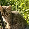 animal, cat, curious, cute, daylight, ears, feline, fur, grass, kitten, nature, outdoor, pet, sitting, small, sunlight, tabby, tail, whiskers, young