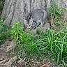 Spicy joined the competition — help win amazing prizes! animal, camouflage, cat, crouching, feline, forest_floor, furry, grass, gray_cat, greenery, ground, leaves, natural, nature, outdoor, plants, small_animal, tree_trunk, wildlife, young_cat
