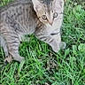Spicy joined the competition — help win amazing prizes! animal, cat, curious, cute, ears, eyes, feline, grass, greenery, ground, kitten, mammal, nature, outdoor, pet, playing, small, tabby, whiskers, young