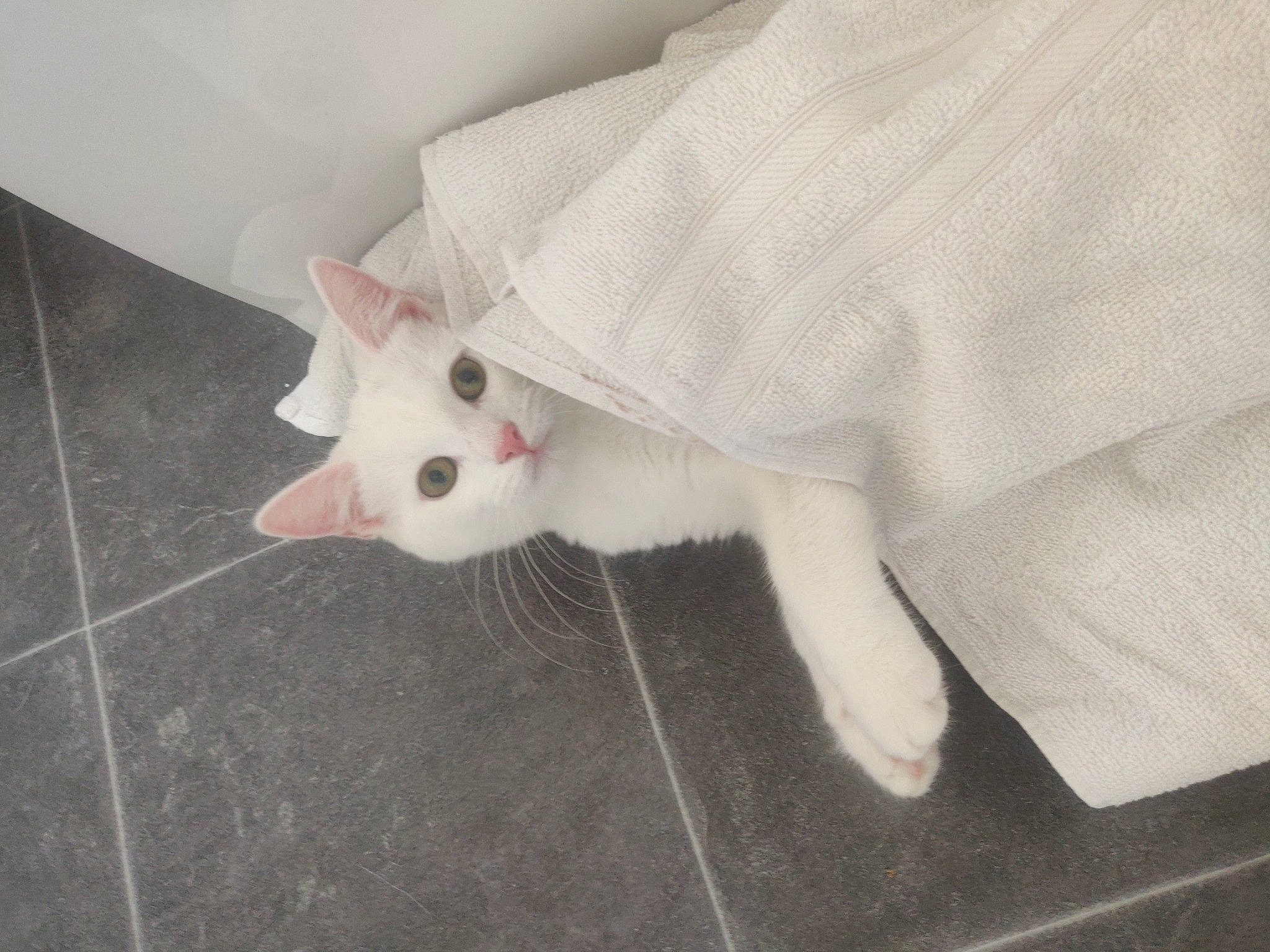 Dandelion joined the competition — help win amazing prizes! carmine, carnivore, cat, claw, comfort, domestic_short_haired_cat, fawn, felidae, flooring, fur, grey, linens, pattern, paw, sleeve, small_to_medium_sized_cats, snout, tail, whiskers, woven_fabric