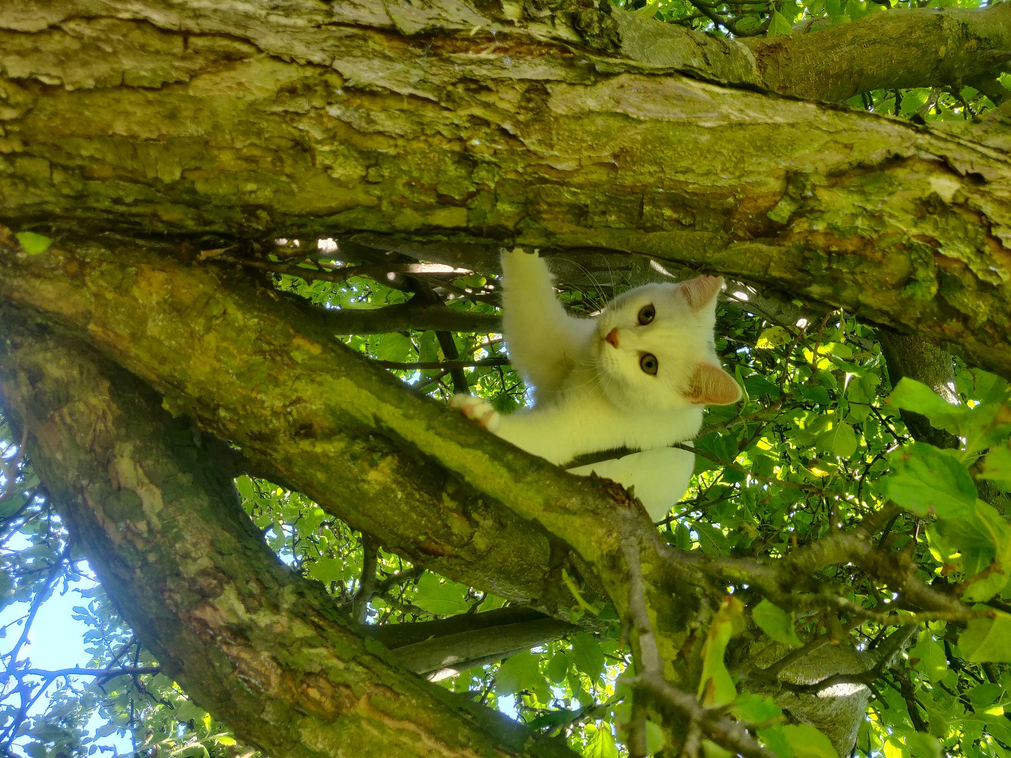 Dandelion joined the competition — help win amazing prizes! biome, branch, forest, grass, marsupial, nature_reserve, plant, plant_stem, rodent, squirrel, tail, terrestrial_plant, tree, trunk, twig, vegetation, wildlife, wood, woodland, woody_plant