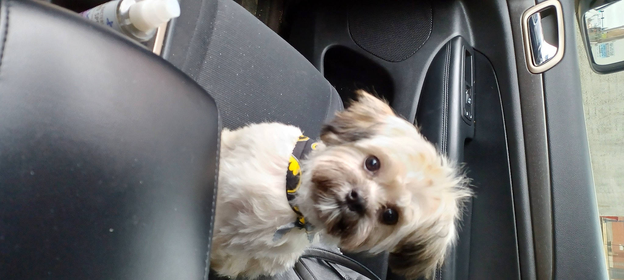 Twix joined the competition — help win amazing prizes! auto_part, automotive_exterior, car_seat, car_seat_cover, carnivore, collar, companion_dog, dog, dog_breed, dog_collar, dog_supply, motor_vehicle, pet_supply, small_terrier, snout, sporting_group, terrier, toy_dog, vehicle_door, working_animal