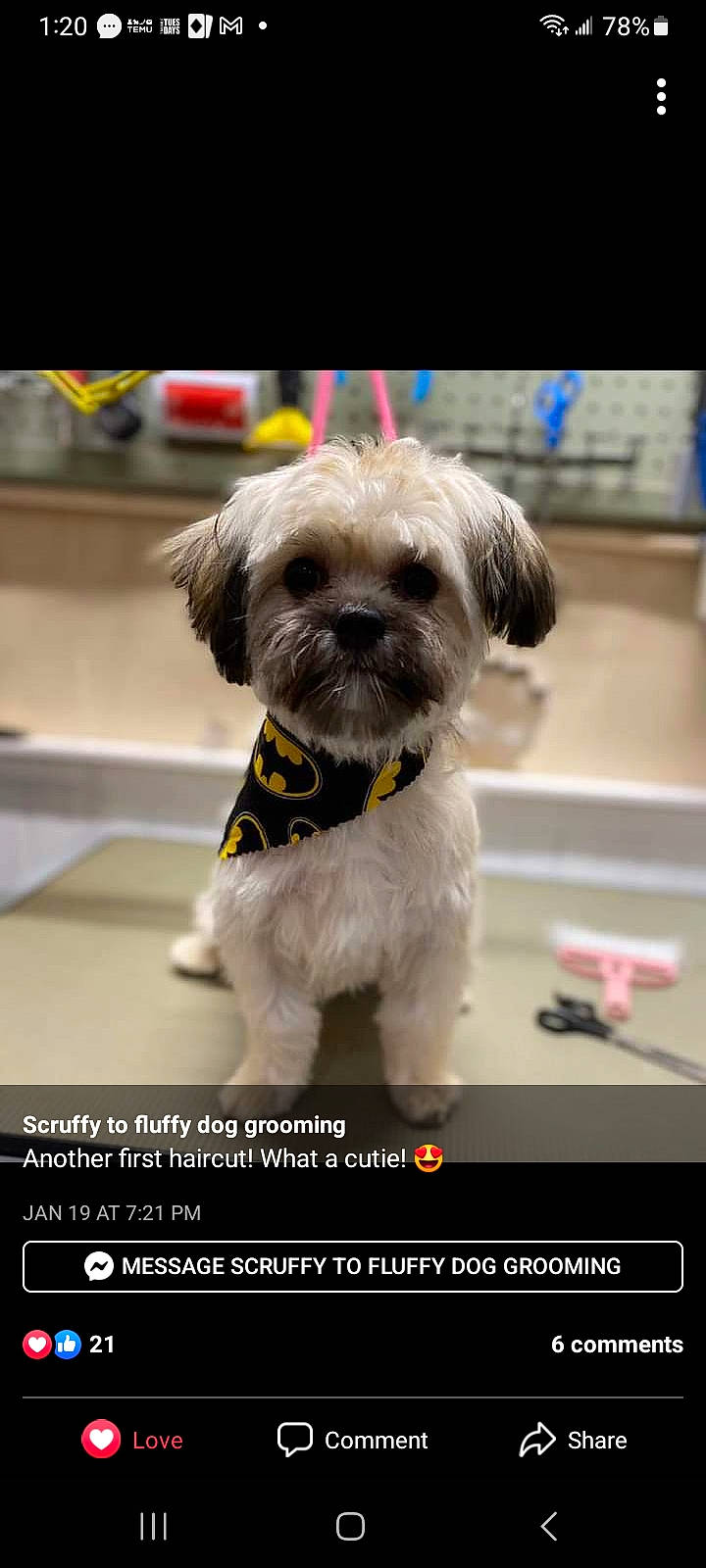 Twix joined the competition — help win amazing prizes! carnivore, companion_dog, dog, dog_breed, dog_collar, dog_supply, font, fur, liver, non_sporting_group, pet_supply, photo_caption, screenshot, shih_tzu, small_terrier, sporting_group, terrier, toy_dog, working_animal, yorkipoo