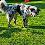alert, animal, backyard, black_and_white, canine, daytime, dog, fur, grass, greenery, nature, outdoor, park, pet, playful, red_ball, shadow, standing, sunlight, tree
