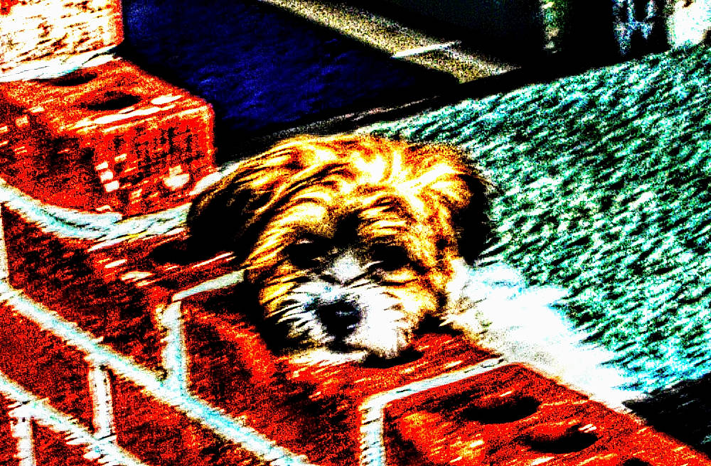 Una joined the competition — help win amazing prizes! art, canidae, carnivore, companion_dog, dog, dog_breed, drawing, font, graphics, illustration, liver, painting, pet_supply, puppy, rectangle, snout, sporting_group, terrier, toy_dog, working_animal