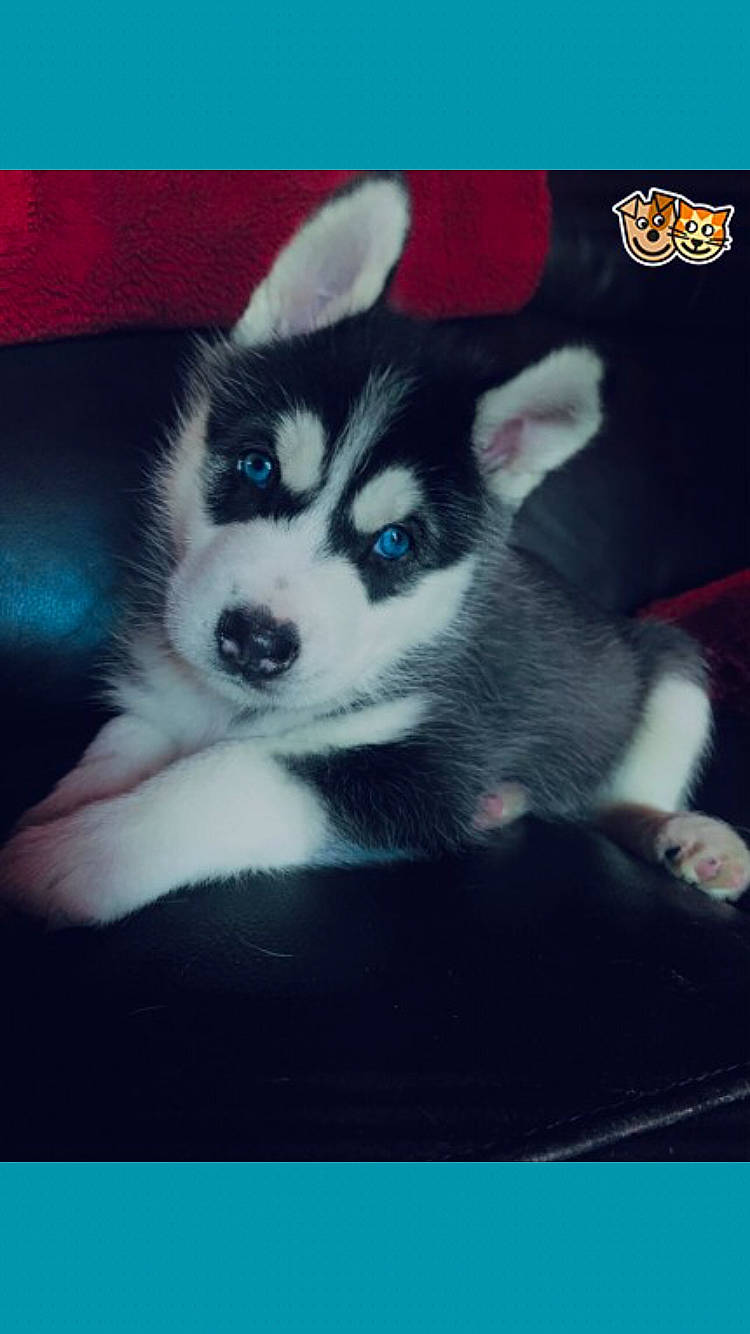 Anya is registered to the contest to win money with this photo: ancient_dog_breeds, canidae, carnivore, companion_dog, dog, dog_breed, electric_blue, fur, non_sporting_group, photo_caption, puppy, rectangle, snout, sporting_group, square, terrestrial_animal, toy_dog, whiskers, working_animal, working_dog