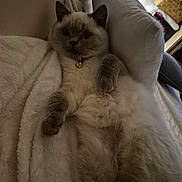 Alaska a rejoint le concours — aidez-le/la à gagner de superbes lots ! cat, fluffy, indoor, blanket, cozy, pet, collar, bell, relaxed, fur, cute, wide_eyes, lying_down, feline, domestic_animal, soft_texture, resting, animal, close_up, comfortable