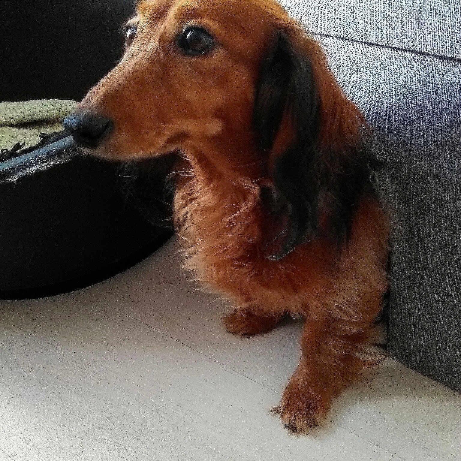 Gracié