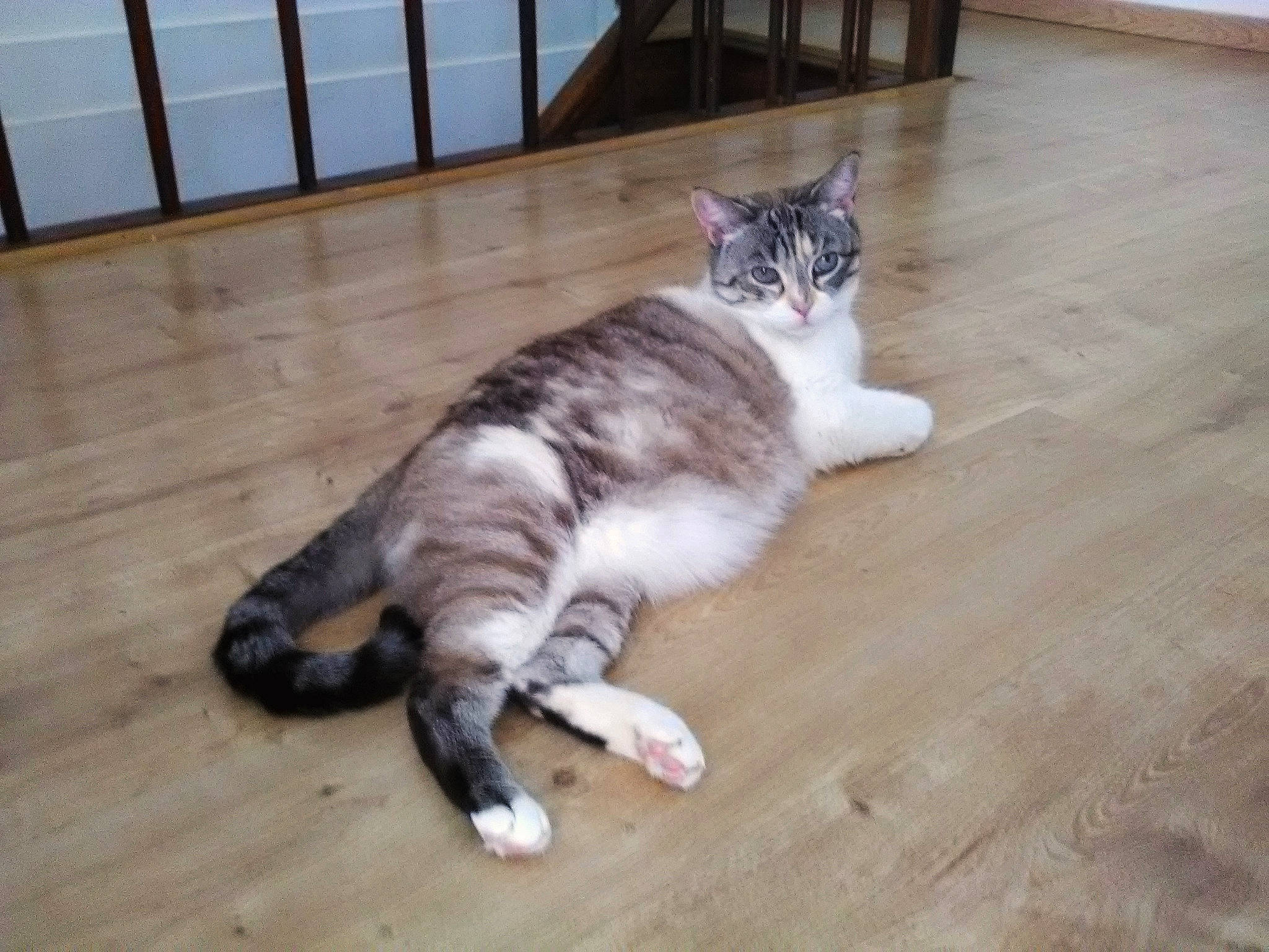 Macha a rejoint le concours — aidez-le/la à gagner de superbes lots ! aegean_cat, american_wirehair, carnivore, cat, domestic_short_haired_cat, european_shorthair, felidae, floor, flooring, hardwood, kitten, mammal, paw, polydactyl_cat, small_to_medium_sized_cats, tabby_cat, tail, vertebrate, whiskers, wood