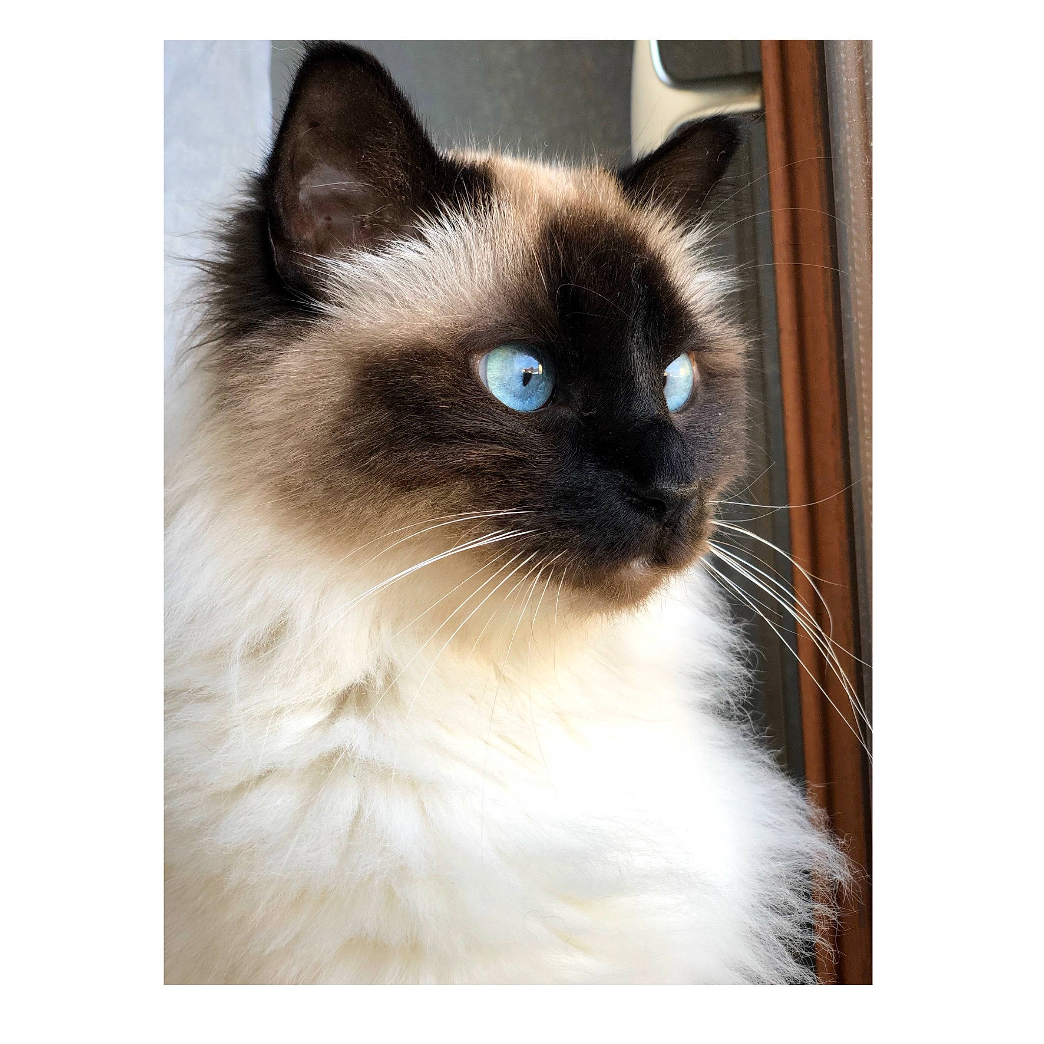 Maygaï a rejoint le concours — aidez-le/la à gagner de superbes lots ! birman, carnivore, cat, fawn, felidae, fur, iris, siamese, small_to_medium_sized_cats, snout, terrestrial_animal, thai, whiskers