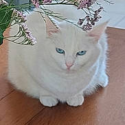 Duez participe au concours pour gagner de l'argent avec cette photo : animal, blue_eyes, calm, cat, close_up, cute, domestic_cat, feline, flower, green_leaves, indoor, pet, pink_flower, plant, quiet, resting, sitting, soft_fur, white_cat, wooden_floor
