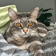 Thomas is registered to the contest to win money with this photo: bed, blanket, cat, close_up, cozy, cute, ears, feline, fur, golden_eyes, gray_cat, indoor, pet, plant, portrait, relaxed, soft_light, sunlight, tabby, whiskers