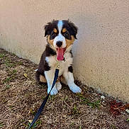 Loxie a rejoint le concours — aidez-le/la à gagner de superbes lots ! puppy, dog, australian_shepherd, tricolor, black_white_brown, sitting, tongue_out, open_mouth, leash, collar, outdoor, grass, dirt, wall, portrait, pet, fluffy, cute, happy, animal