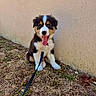 puppy, dog, australian_shepherd, tricolor, black_white_brown, sitting, tongue_out, open_mouth, leash, collar, outdoor, grass, dirt, wall, portrait, pet, fluffy, cute, happy, animal