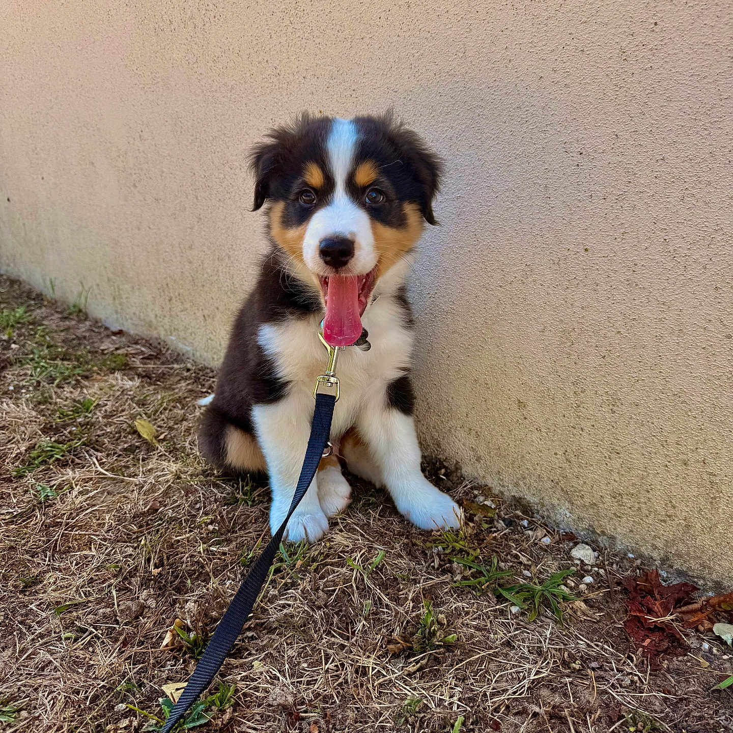 Loxie a rejoint le concours — aidez-le/la à gagner de superbes lots ! puppy, dog, australian_shepherd, tricolor, black_white_brown, sitting, tongue_out, open_mouth, leash, collar, outdoor, grass, dirt, wall, portrait, pet, fluffy, cute, happy, animal