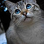 cat, blue_eyes, close_up, whiskers, fur, animal, pet, portrait, cute, mammal, looking_up, domestic_cat, face, feline, blurred_background, outdoor, nature, soft_light, curious, adorable