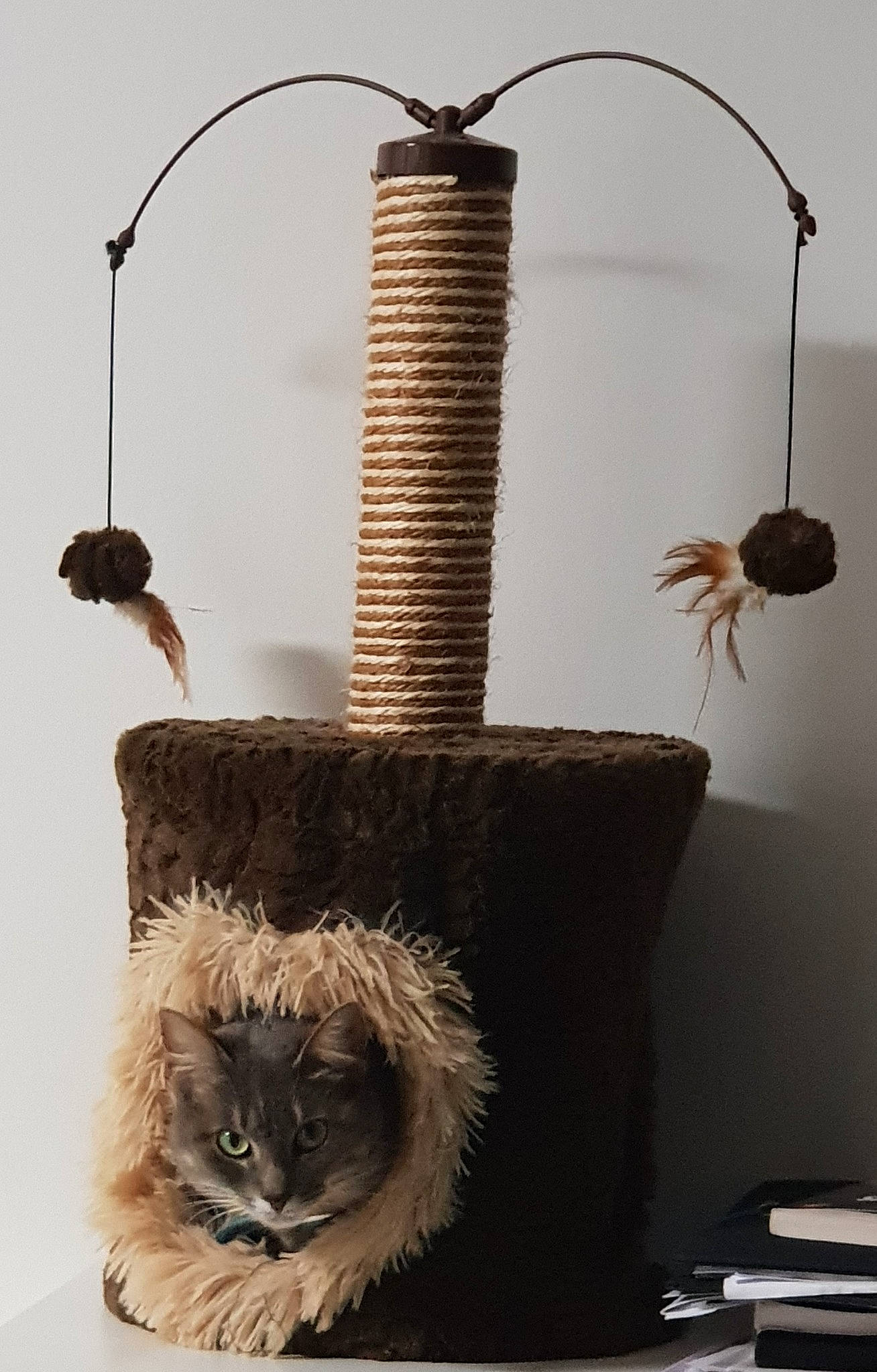 Nala La Tapette participe au concours pour gagner de l'argent avec cette photo : cat, cat_supply, felidae, fur, small_to_medium_sized_cats, tail, whiskers