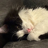 Fuzzy Butt joined the competition — help win amazing prizes! animal, black_and_white, cat, close_up, cozy, curled_up, cute, ear, fluffy, fur, indoor, leather_surface, paw, pet, pink_nose, relaxed, resting, sleepy, soft_texture, whiskers