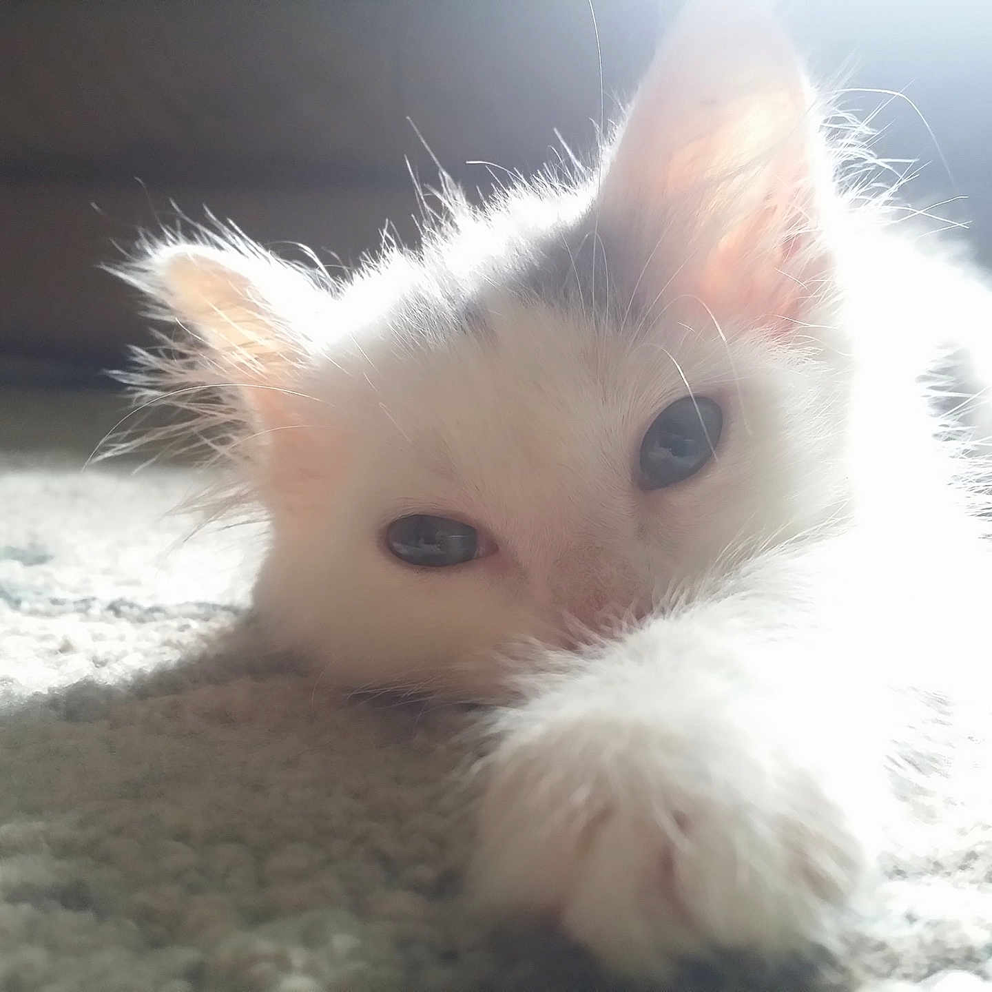 Gizmo joined the competition — help win amazing prizes! angora, animal, cat, kitten, manx, pet, siamese, white