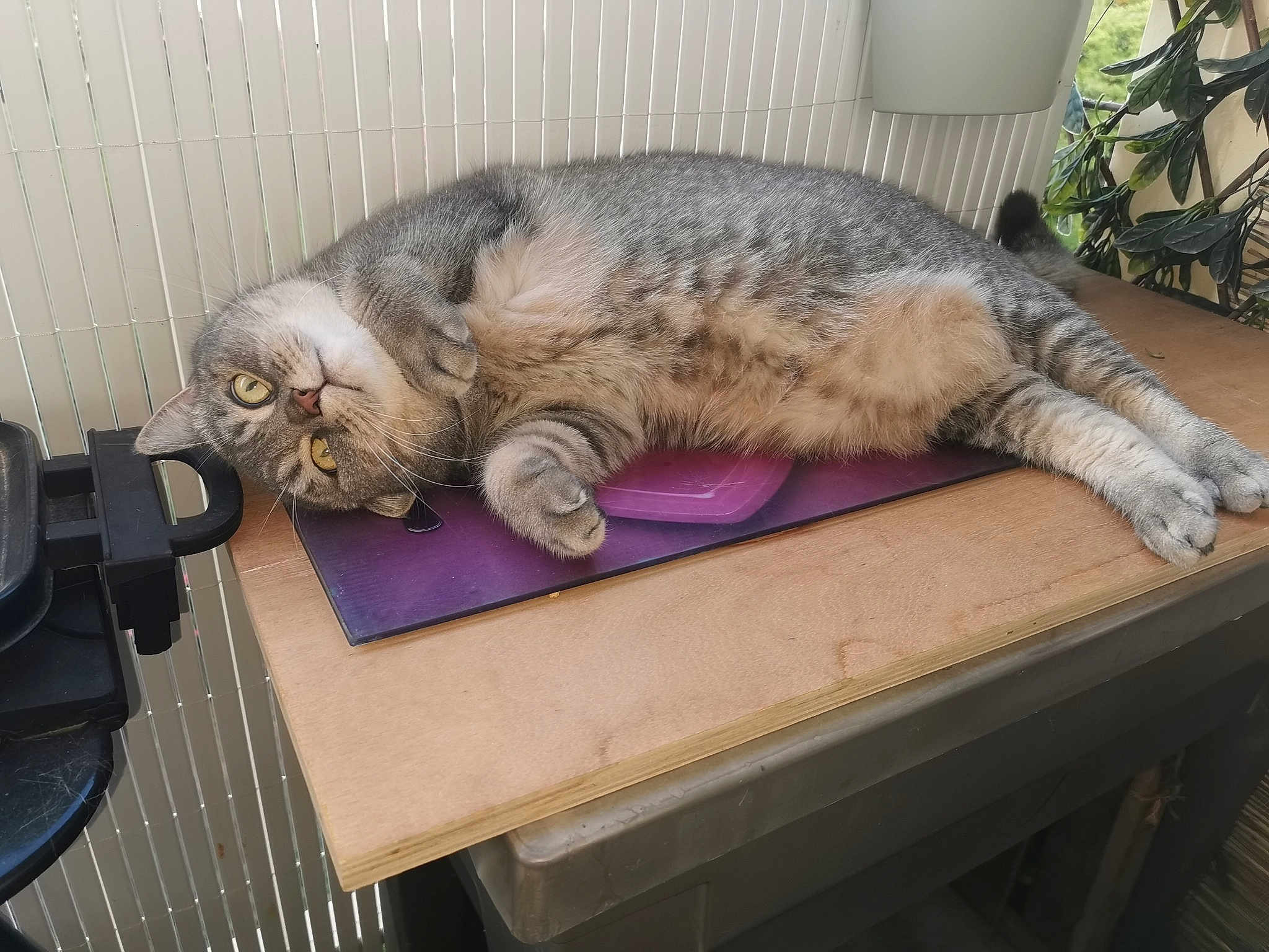 Oscar