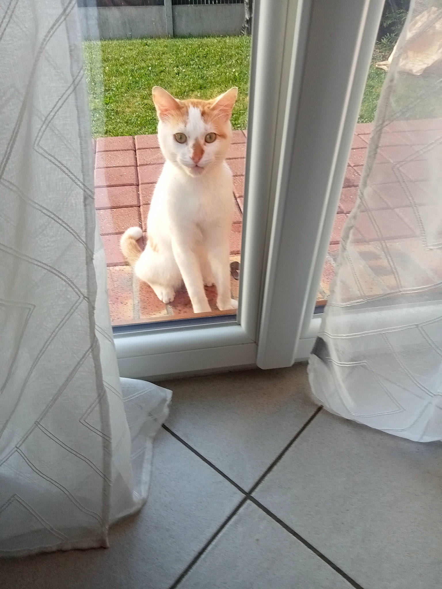 Crapule a rejoint le concours — aidez-le/la à gagner de superbes lots ! carnivore, cat, comfort, daylighting, domestic_short_haired_cat, fawn, felidae, flooring, fur, hardwood, line, pet_supply, room, sitting, small_to_medium_sized_cats, stairs, tail, tints_and_shades, whiskers, wood