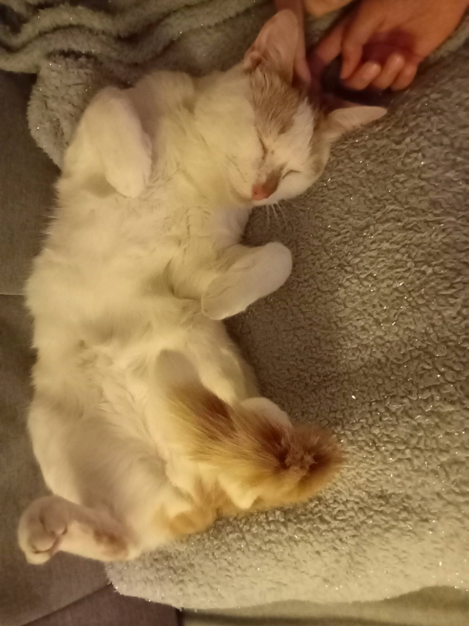 Crapule a rejoint le concours — aidez-le/la à gagner de superbes lots ! carnivore, cat, claw, comfort, companion_dog, domestic_short_haired_cat, fawn, felidae, flooring, foot, fur, gesture, hardwood, nap, paw, small_to_medium_sized_cats, snout, tail, whiskers, wood