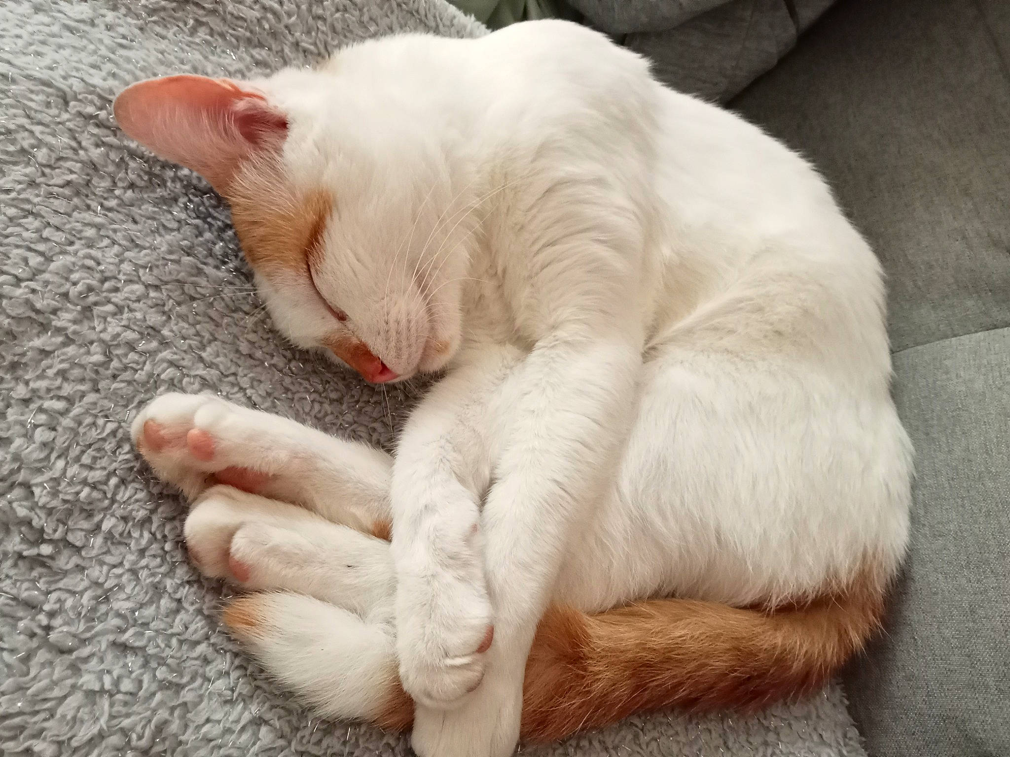 Crapule participe au concours pour gagner de l'argent avec cette photo : carnivore, cat, claw, comfort, domestic_short_haired_cat, fawn, felidae, foot, fur, nap, paw, sleep, small_to_medium_sized_cats, snout, tail, terrestrial_animal, whiskers