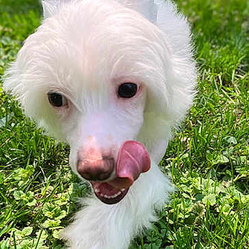 Samson