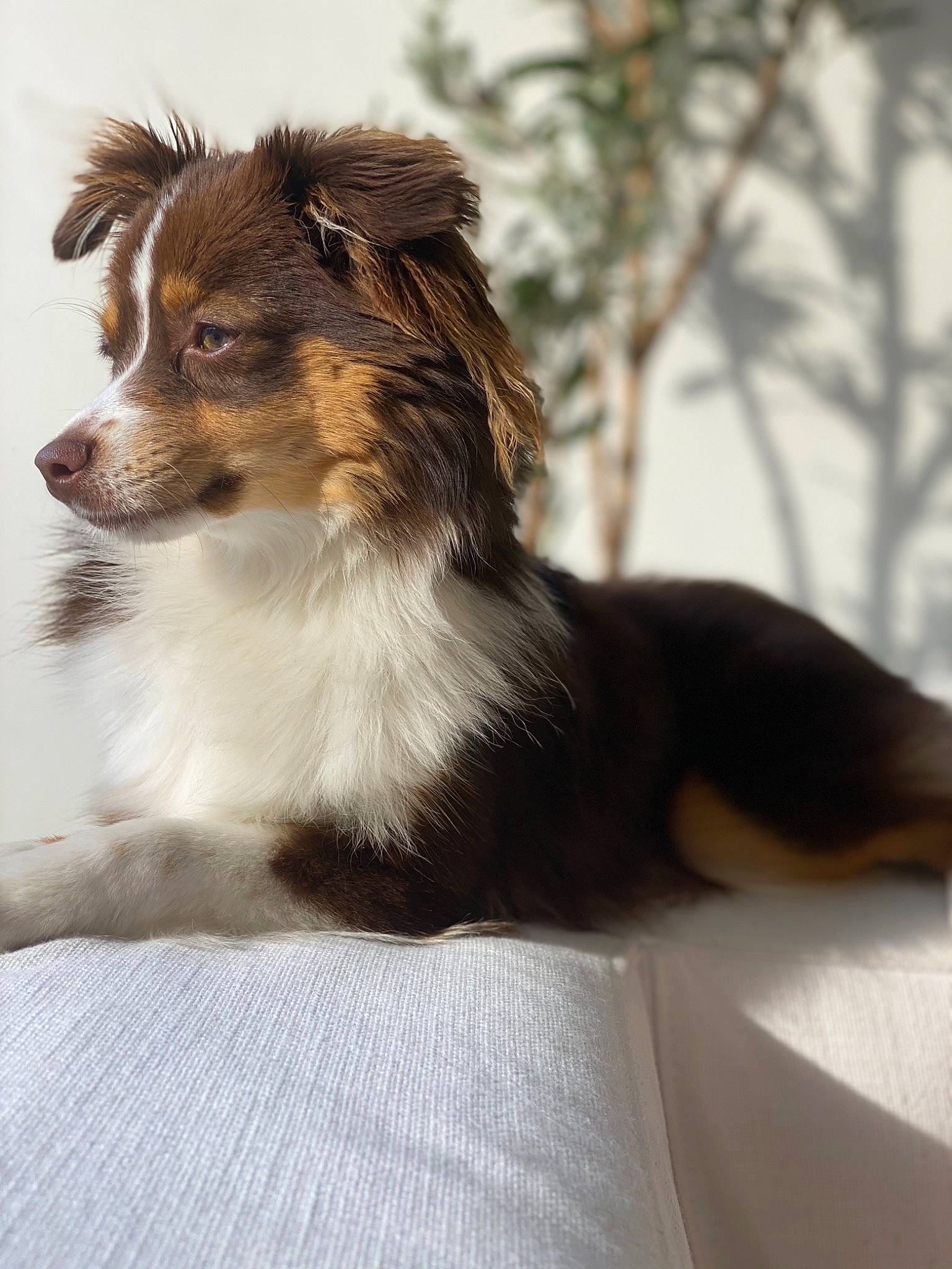 Neo is registered to the contest to win money with this photo: australian_collie, australian_shepherd, balance, border_collie, canidae, carnivore, collie, companion_dog, dog, dog_breed, fur, herding_dog, liver, rough_collie, scotch_collie, snout, terrestrial_animal, whiskers, working_animal, working_dog