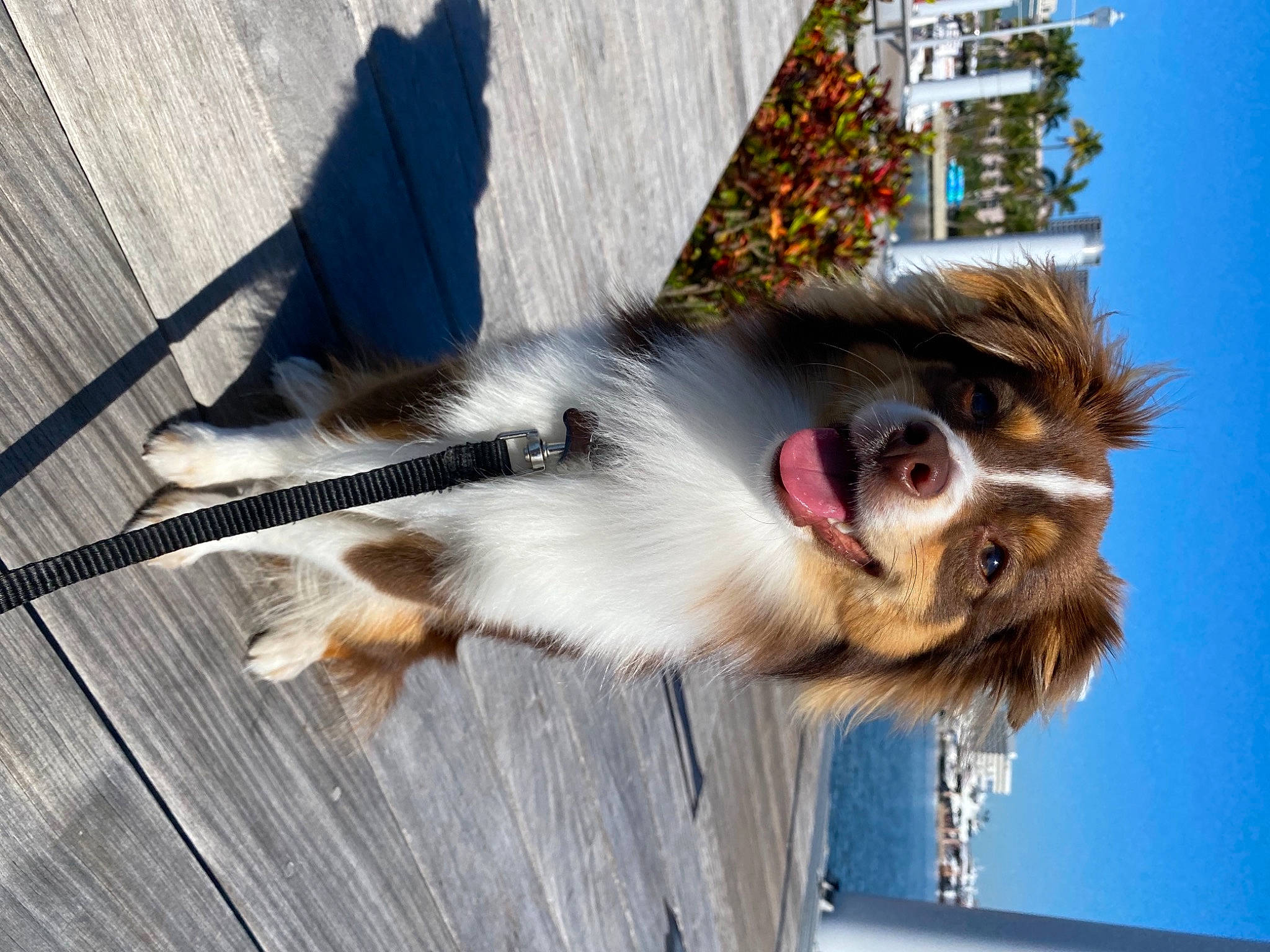 Neo is registered to the contest to win money with this photo: canidae, carnivore, collar, companion_dog, dog, dog_breed, dog_collar, eyewear, fawn, fur, line, plant, sky, snout, sporting_group, tail, whiskers, wood, working_animal, working_dog