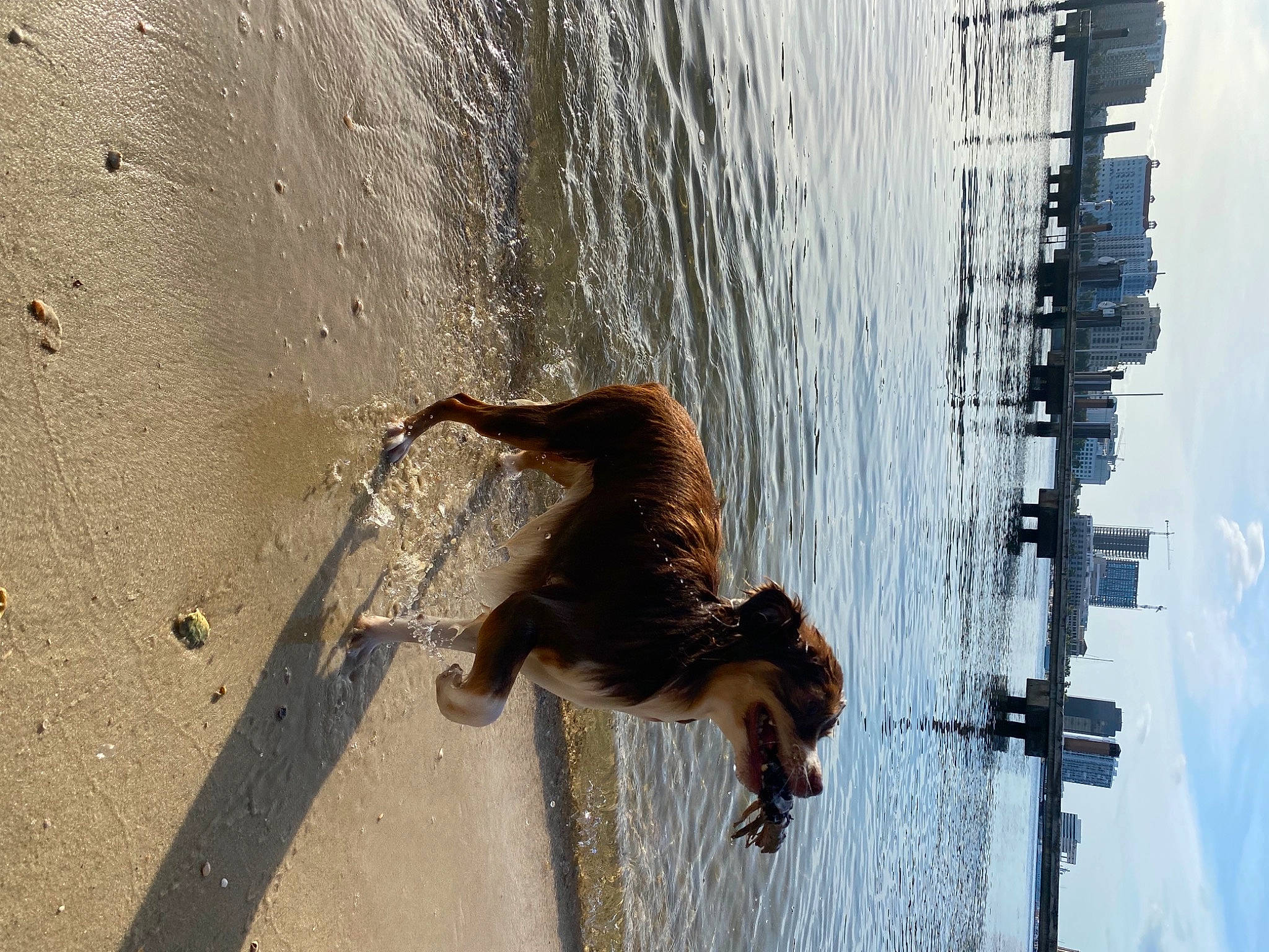 Neo joined the competition — help win amazing prizes! beach, concrete, dock, fur, lake, leash, line, recreation, reflection, road_surface, shadow, sky, sporting_group, tail, water, water_feature, watercraft, wave, window, wood