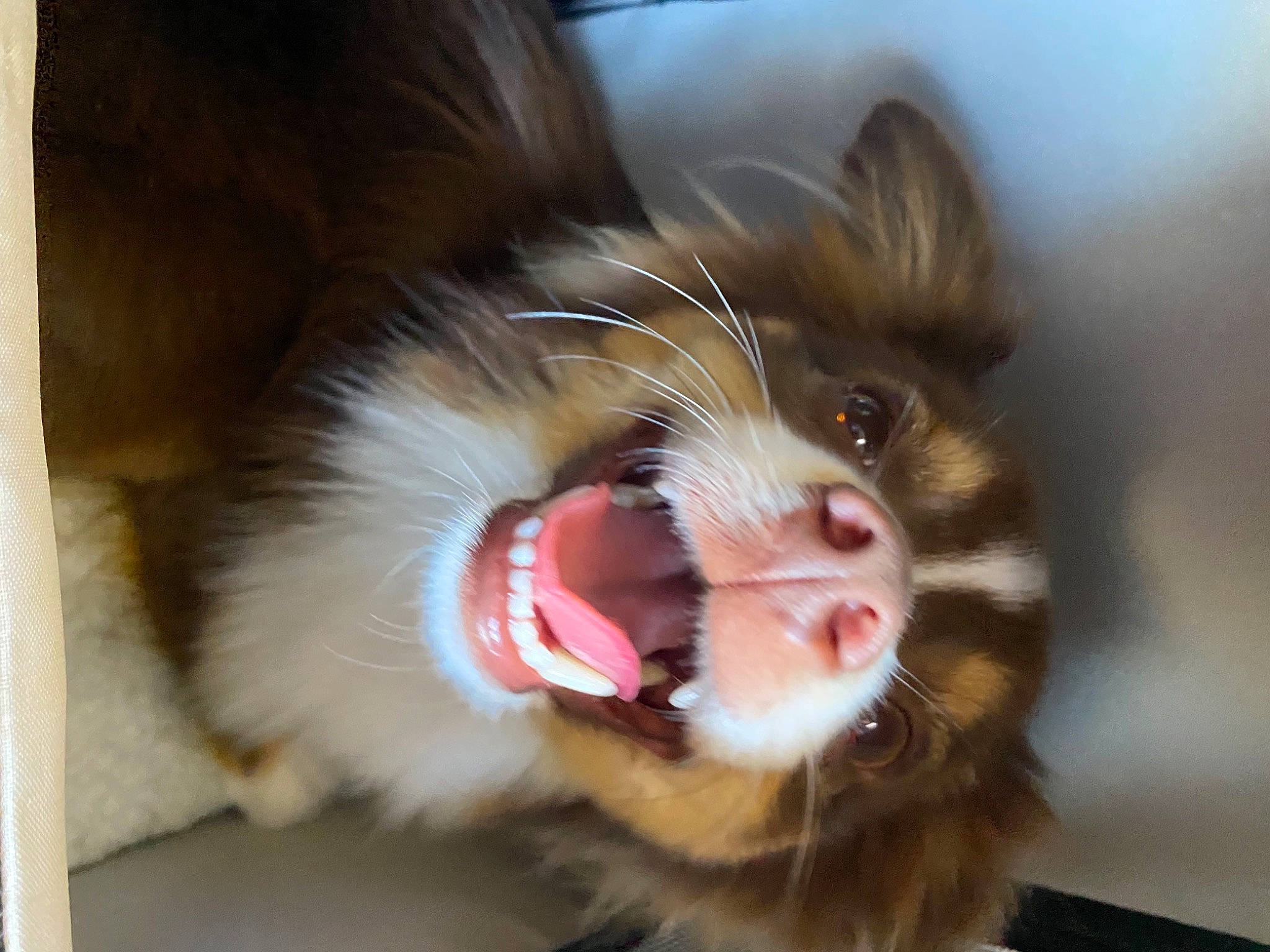 Neo is registered to the contest to win money with this photo: carnivore, cat, claw, close_up, collar, companion_dog, dog_breed, domestic_short_haired_cat, fang, felidae, fur, human_body, jaw, paw, roar, small_to_medium_sized_cats, snout, tooth, whiskers, yawn