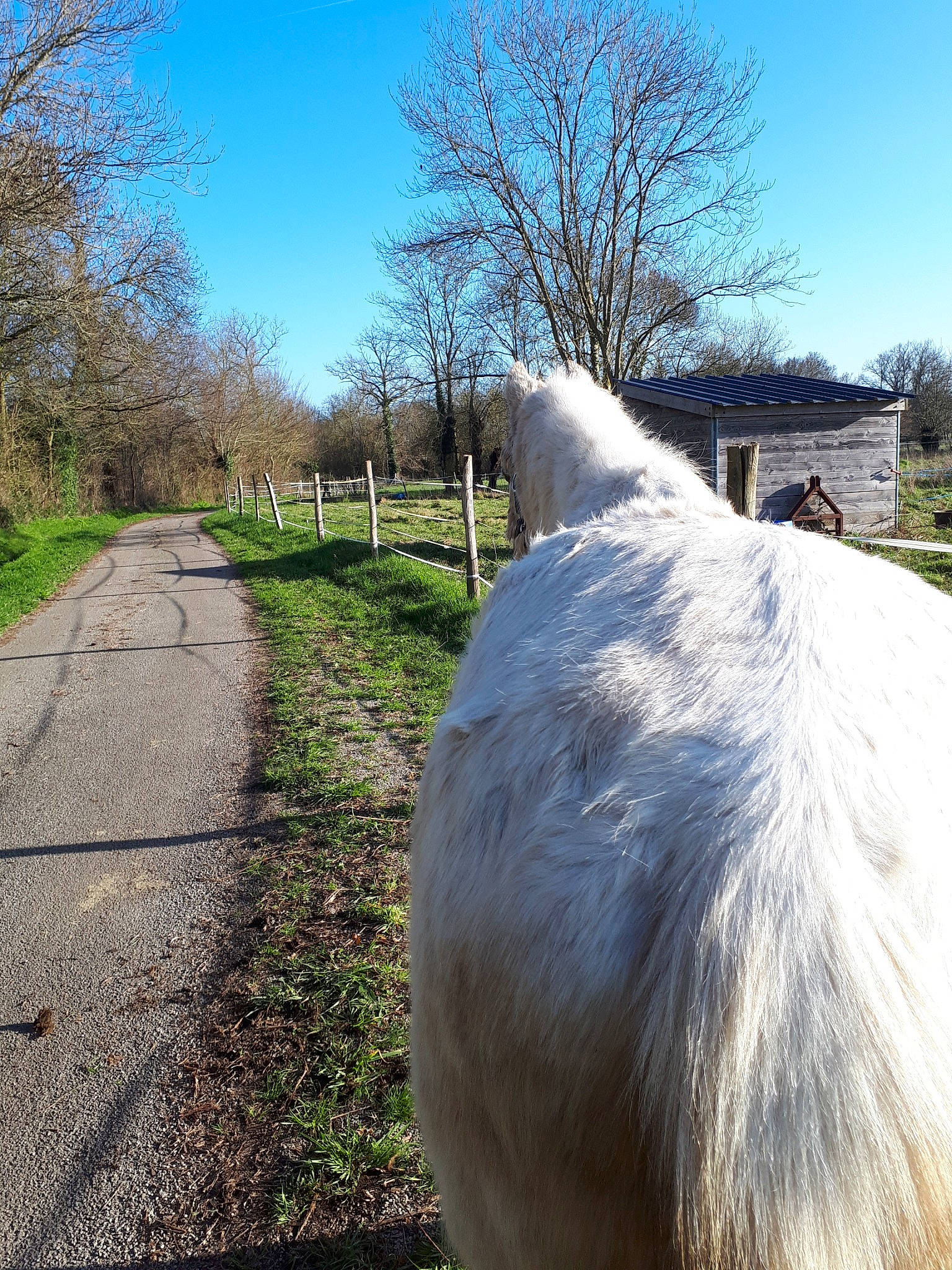 Danube participe au concours pour gagner de l'argent avec cette photo : farm, grass, horse, livestock, mane, pasture, plant, pony, road, rural_area, sky, spring, stallion, tail, tree, winter