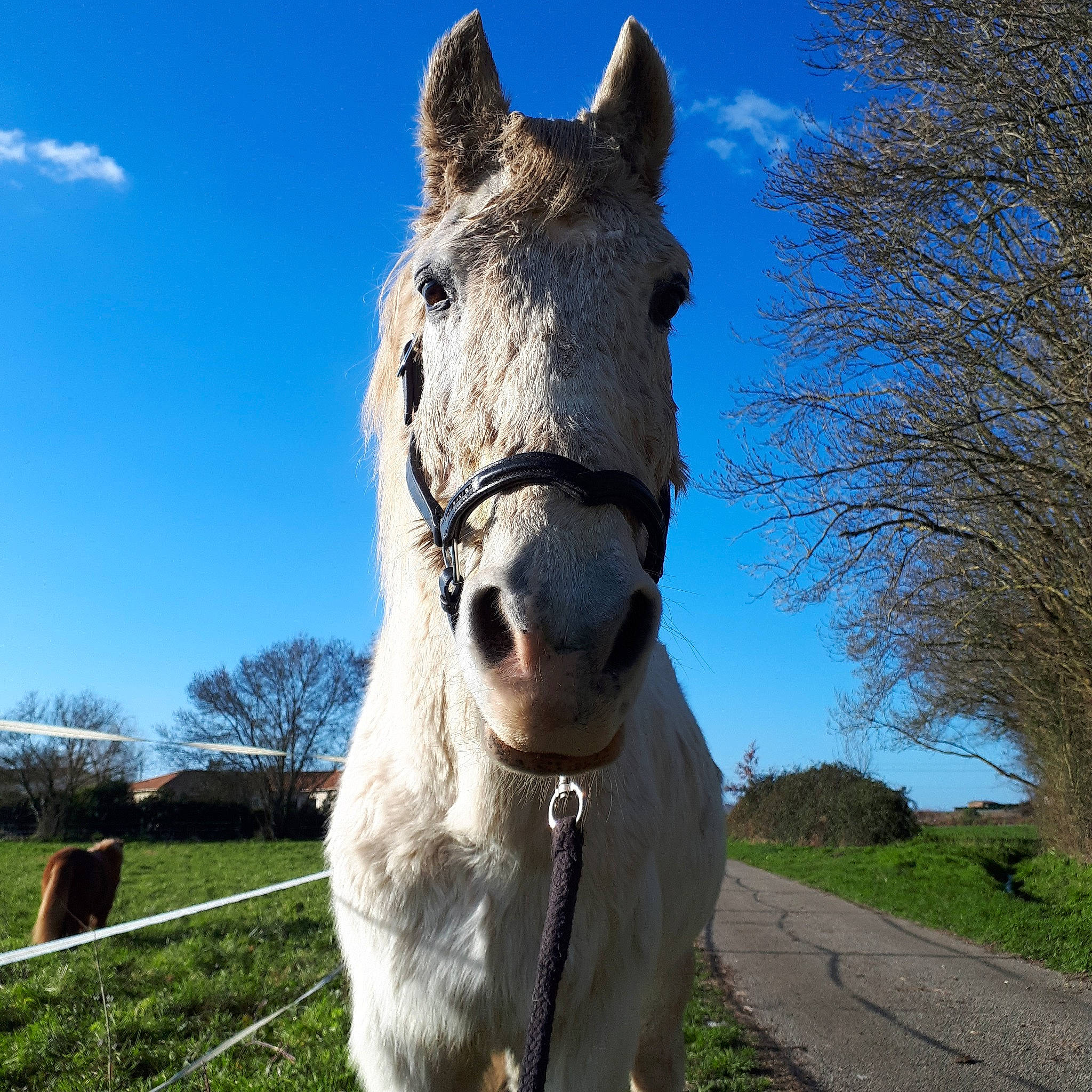 Danube participe au concours pour gagner de l'argent avec cette photo : bridle, burro, halter, horse, horse_tack, livestock, mammal, mane, mare, pack_animal, rein, sky, snout, stallion, vertebrate