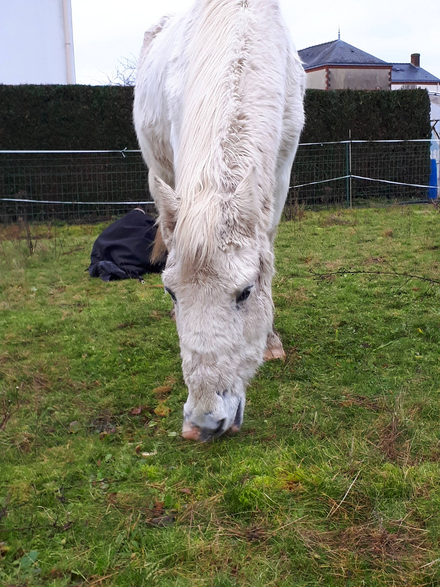 Danube participe au concours pour gagner de l'argent avec cette photo : bovine, farm, grass, grassland, grazing, hay, horse, landscape, livestock, mane, mare, pasture, plant, pony, ranch, stallion
