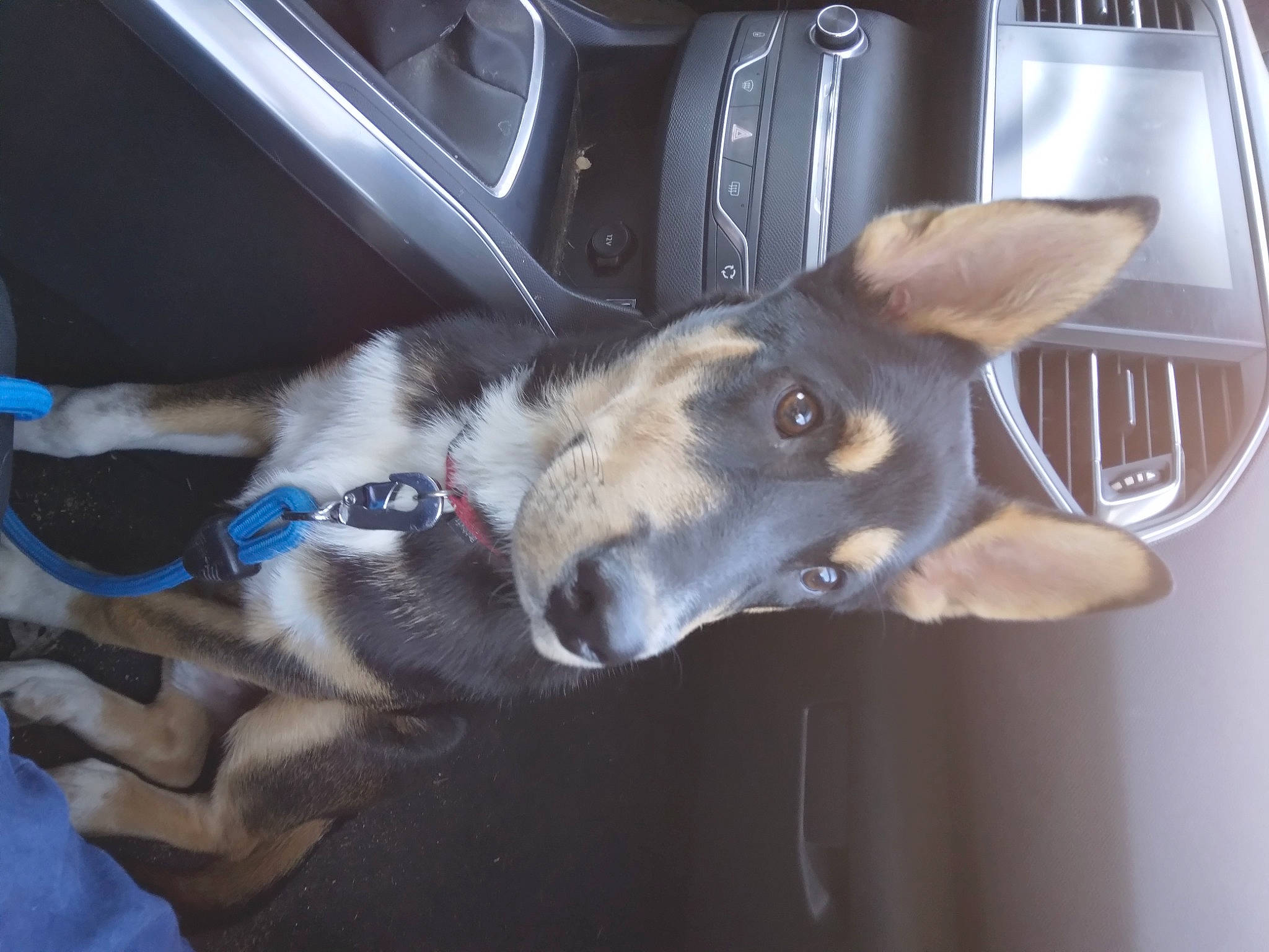 T'Challa participe au concours pour gagner de l'argent avec cette photo : auto_part, canidae, car, carnivore, collar, dog, dog_breed, ear, fawn, felidae, fur, small_to_medium_sized_cats, sporting_group, tail, vehicle, vehicle_door, whiskers, windshield