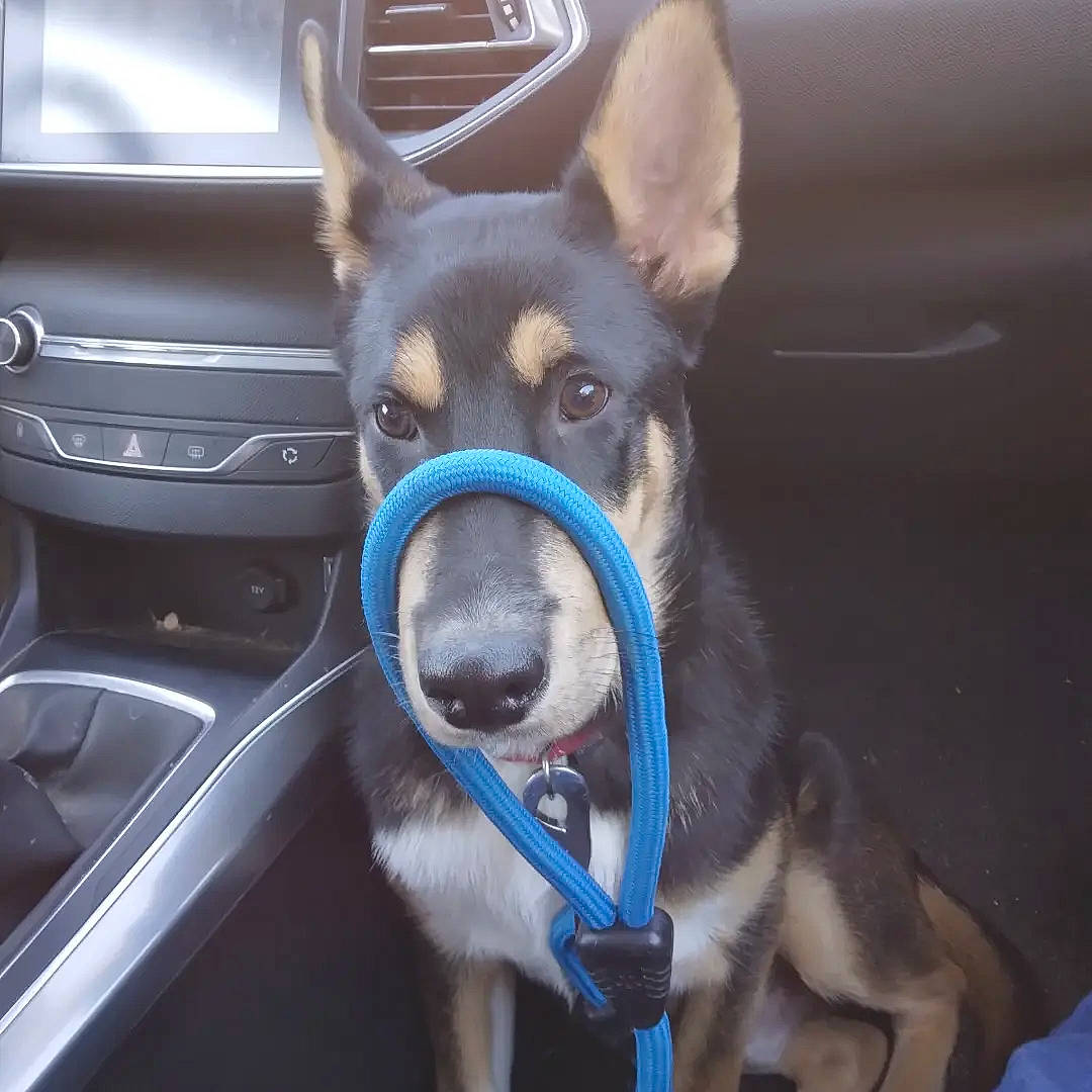 T'Challa a rejoint le concours — aidez-le/la à gagner de superbes lots ! automotive_exterior, canidae, car, carnivore, companion_dog, dog, dog_breed, electric_blue, fawn, fur, jaw, personal_luxury_car, snout, spitz, sporting_group, steering_wheel, vehicle_door, whiskers, windshield, working_animal